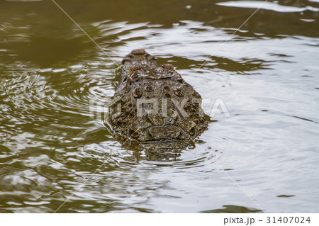 Close up Siamese Crocodile  in Thailand 31407024