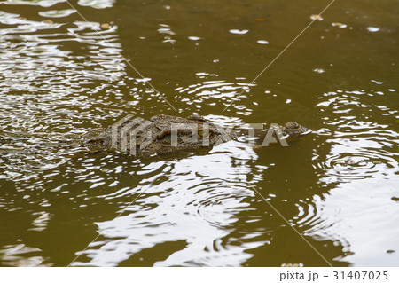 Close up Siamese Crocodile in Thailand Close up Siamese Crocodile in Thailand 31407025