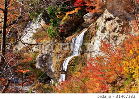 紅葉川渓谷の紅葉 紅葉川渓谷の紅葉 31407332