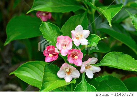 ハコネウツギ ハコネウツギ 31407578