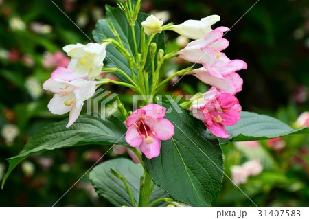 ハコネウツギ ハコネウツギ 31407583