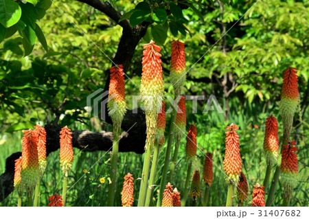 トリトマ 31407682