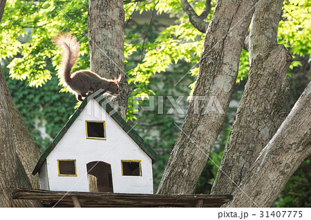 エゾリス Red squirrel エゾリス Red squirrel 31407775