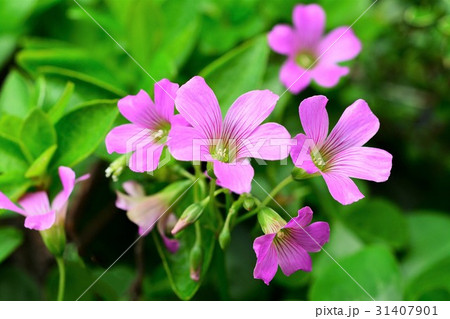 ムラサキカタバミ 31407901