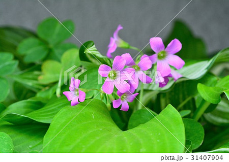 ムラサキカタバミ ムラサキカタバミ 31407904