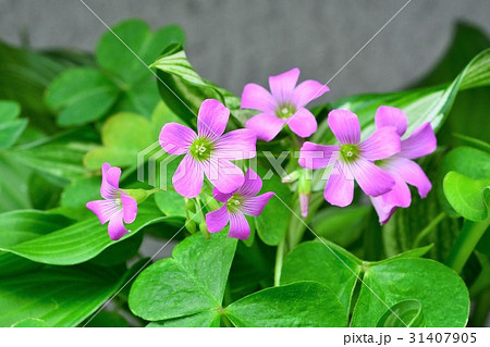 ムラサキカタバミ ムラサキカタバミ 31407905