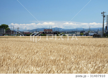 麦畑の風景(岡崎市下青野町) 麦畑の風景(岡崎市下青野町) 31407910