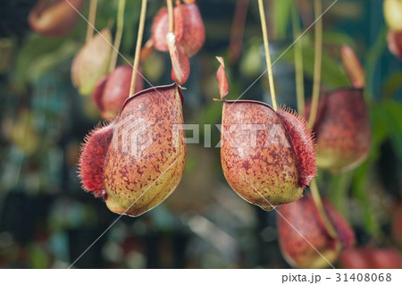 Nepenthes Nepenthes 31408068