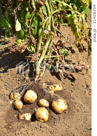 ジャガイモ（キタアカリ）の収穫 31408204