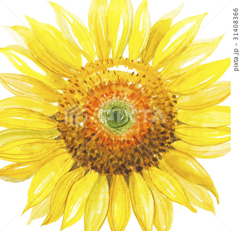 向日葵 ヒマワリ 向日葵 ヒマワリ 31408366