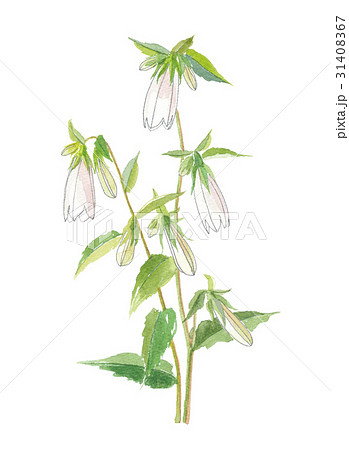 水彩画「雑草の中に蛍袋」 賢い