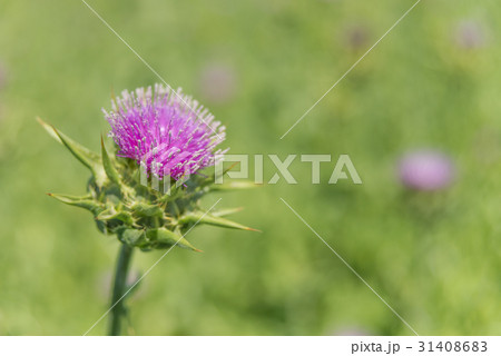 Milk thistle close-up 31408683