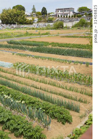 あきる野市秋川地区　畑のある風景 31408825
