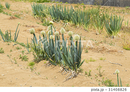 あきる野市秋川地区　畑のある風景 31408826
