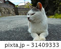 田代島の猫 31409333