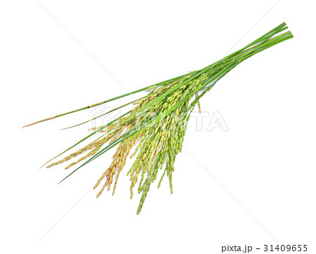 green paddy rice isolated on white background green paddy rice isolated on white background 31409655