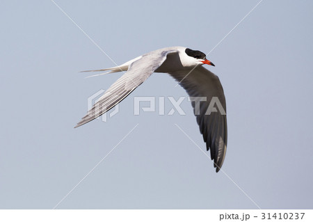 Common tern (Sterna hirundo) 31410237