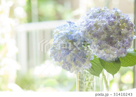 淡い紫陽花 淡い紫陽花 31410243