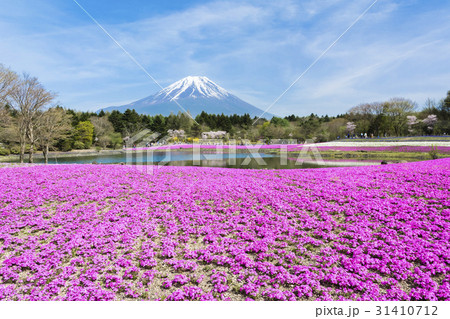 富士芝桜 31410712