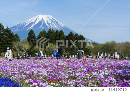 富士芝桜 31410719
