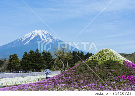 富士芝桜 31410722