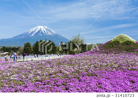 富士芝桜 富士芝桜 31410723