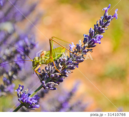 A locust on a lavender flower. 31410766