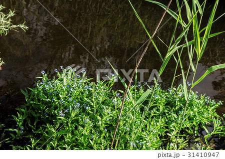 Forget-me-nots near water 31410947