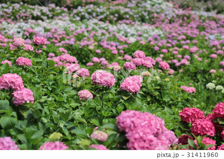 【千葉　紫陽花屋敷】紫陽花畑 31411960