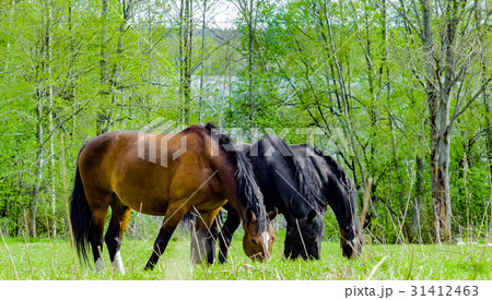three horse in the field, chew grass three horse in the field, chew grass 31412463