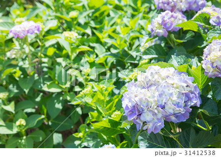 アジサイ 紫陽花 あじさい 梅雨時期 アジサイ 紫陽花 あじさい 梅雨時期 31412538