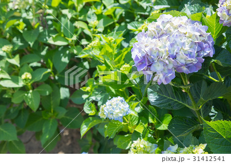 アジサイ 紫陽花 あじさい 梅雨時期 アジサイ 紫陽花 あじさい 梅雨時期 31412541