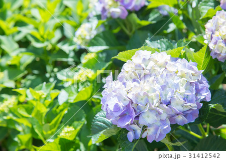 アジサイ 紫陽花 あじさい 梅雨時期 アジサイ 紫陽花 あじさい 梅雨時期 31412542