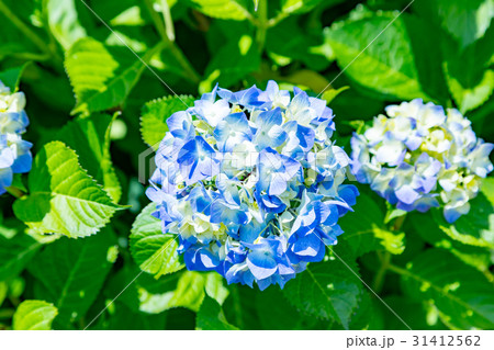 アジサイ 紫陽花 あじさい 梅雨時期 アジサイ 紫陽花 あじさい 梅雨時期 31412562