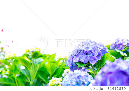 アジサイ　紫陽花　あじさい　梅雨時期 31412839