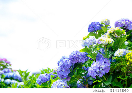 アジサイ　紫陽花　あじさい　梅雨時期 31412840