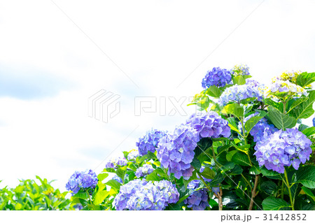 アジサイ　紫陽花　あじさい　梅雨時期 31412852