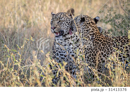 Two Leopards bonding in Kruger. Two Leopards bonding in Kruger. 31413376