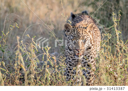 Leopard walking towards the camera. 31413387