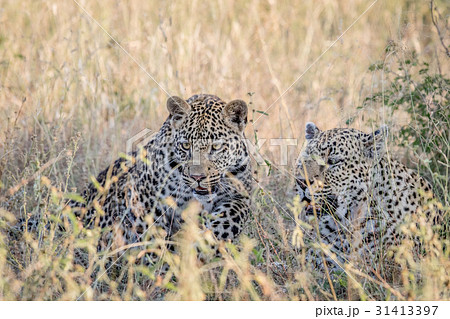 Two Leopards in the high grass. 31413397