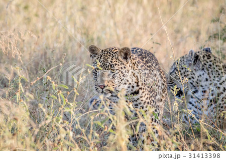Leopard walking in the high grass. 31413398