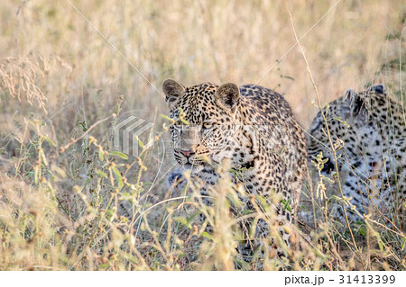 Leopard walking in the high grass. 31413399