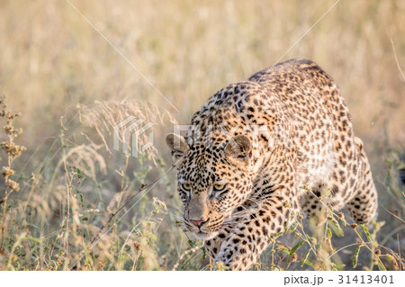Young Leopard pouncing in the high grass. 31413401