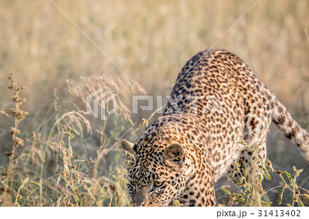 Young Leopard pouncing in the high grass. 31413402