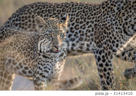 Young Leopard and mother walking. 31413410
