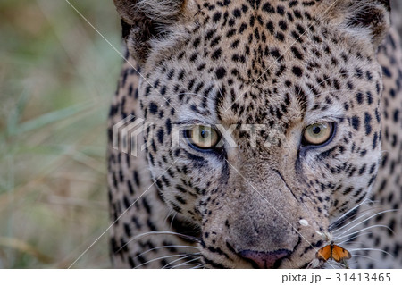Close up of a big male Leopard in Kruger. Close up of a big male Leopard in Kruger. 31413465