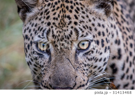Close up of a big male Leopard in Kruger. 31413468