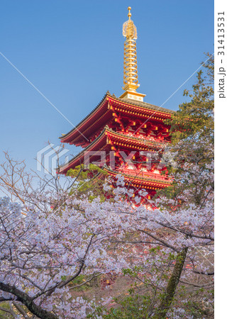 高幡不動尊金剛寺　五重塔と桜 31413531