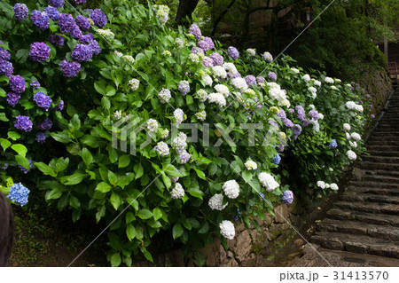 長谷寺のアジサイ 31413570