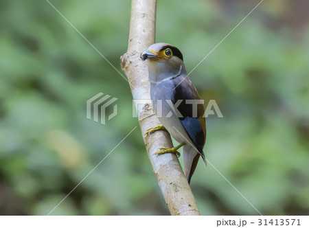 Silver-breasted Broadbill  31413571